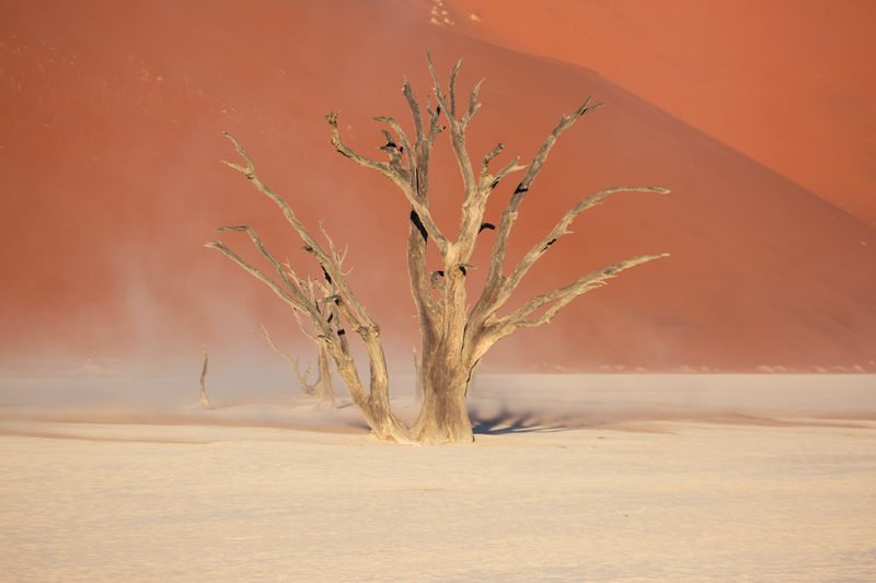 aga szydlik, Sossusvlei trees