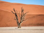 Deadvlei Trees | Sossusvlei