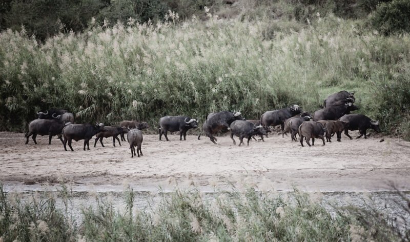 aga szydlik, africa